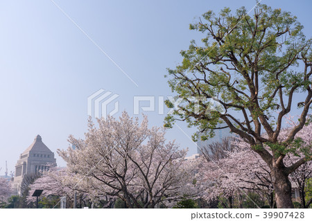 Cherry blossom trees and the parliament building 39907428