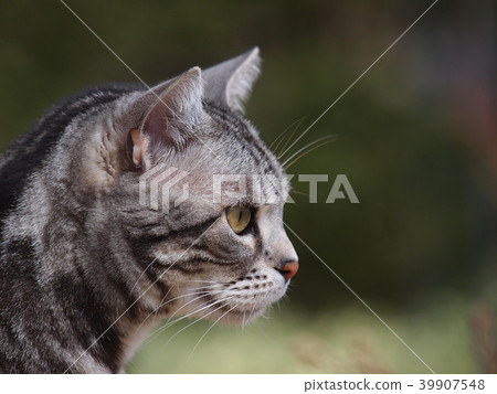 Cats lying sideways in the garden 39907548