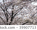 櫻花盛開 39907713