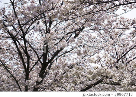 櫻花盛開 櫻花盛開 39907713