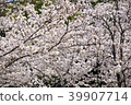 兩個櫻花 39907714