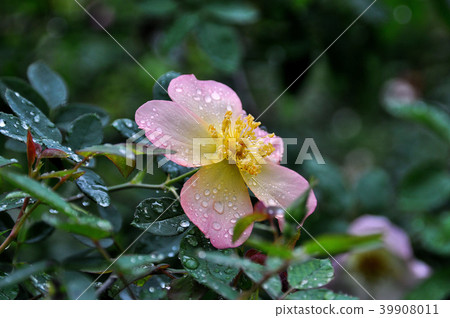 Taipei Shilin Official Residence Rose Amber Rose 39908011