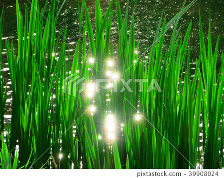 反射光和池塘的水面上的苔蘚 39908024