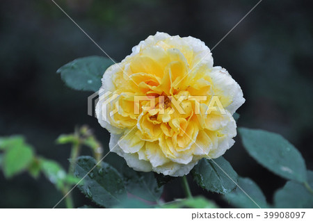 Taipei Shilin Official Residence Rose Amber Rose Taipei Shilin Official Residence Rose Amber Rose 39908097