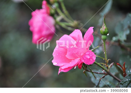 Taipei Shilin Official Residence Rose Amber Rose Taipei Shilin Official Residence Rose Amber Rose 39908098