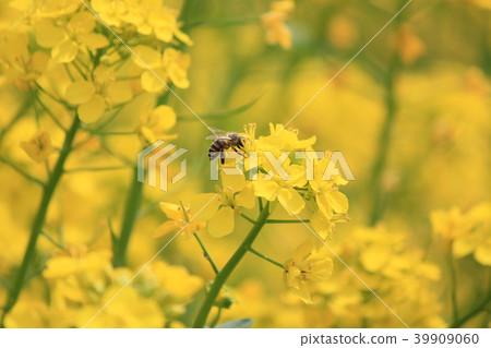 Rape flowers and honey bees Rape flowers and honey bees 39909060