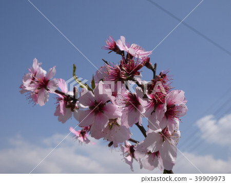 Anmond flower 39909973