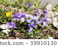 Violet family violet 39910130