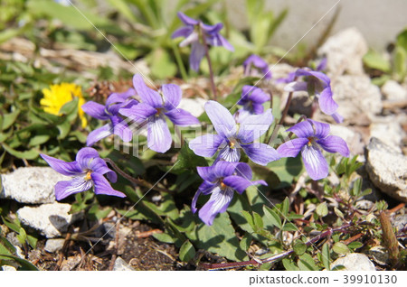 Violet family violet 39910130