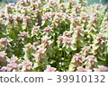 Himeodoricosoum 39910132