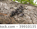 Agriosphodrus turtle 39910135