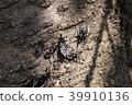 Agriosphodrus turtle 39910136