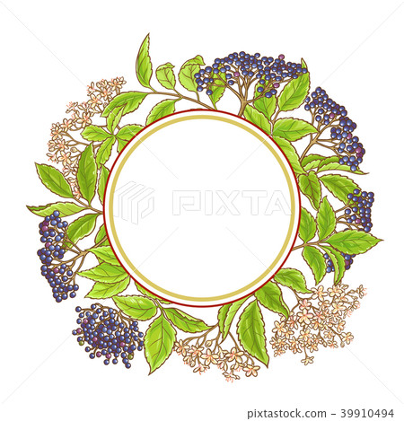 elderberry branch vector pattern 39910494