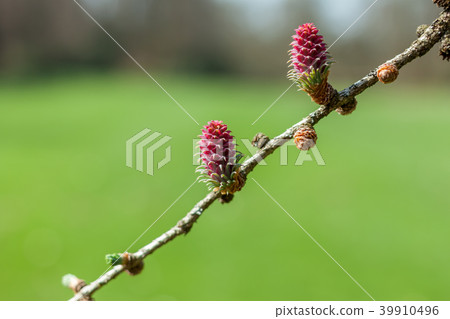 red pine cone green background 39910496