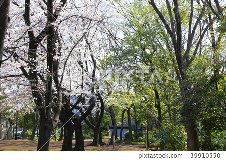 Scenery of Toda City, Saitama Prefecture Scenery of Toda City, Saitama Prefecture 39910550