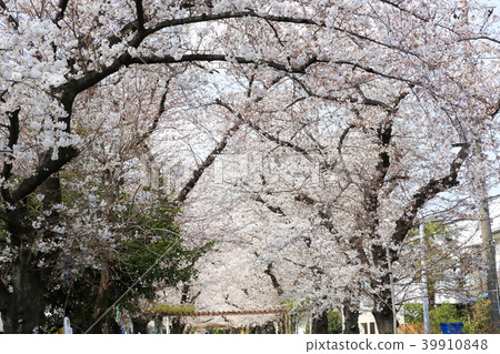 Scenery of Toda City, Saitama Prefecture Scenery of Toda City, Saitama Prefecture 39910848