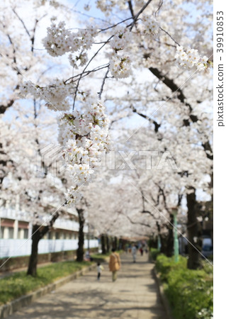 埼玉縣戶田市的風景 埼玉縣戶田市的風景 39910853