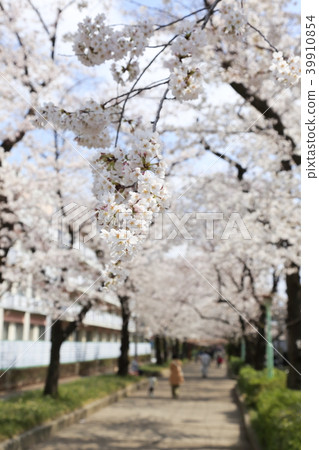 埼玉縣戶田市的風景 39910854