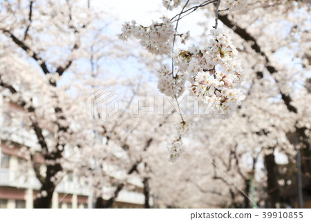 Scenery of Toda City, Saitama Prefecture 39910855