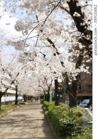 埼玉縣戶田市的風景 39910862