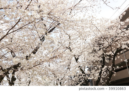 埼玉縣戶田市的風景 埼玉縣戶田市的風景 39910863