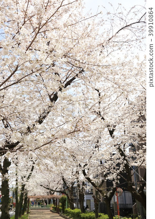 埼玉縣戶田市的風景 埼玉縣戶田市的風景 39910864