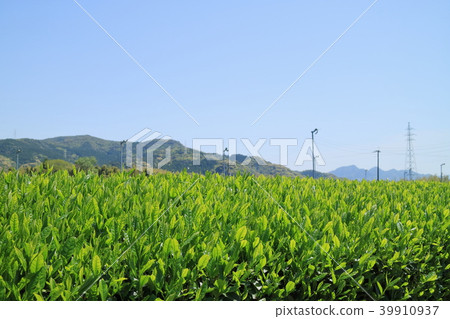 New tea new sprout 39910937