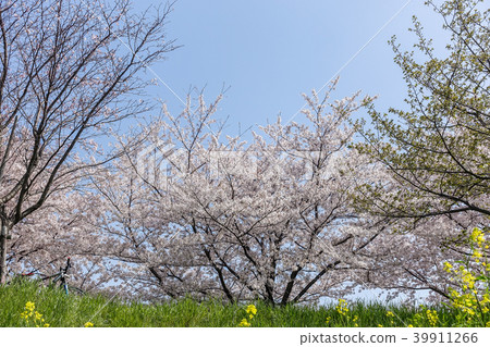 There are three types of cherry blossom trees in the Katsura River in Kyoto, but they were in full bloom in three divisions depending on the time difference. 39911266