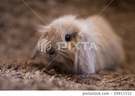 Studio shot of domestic rabbit 39911552
