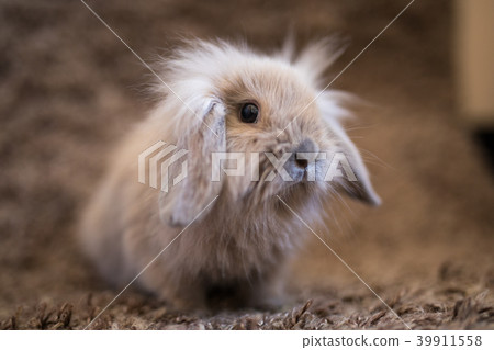 Studio shot of domestic rabbit 39911558