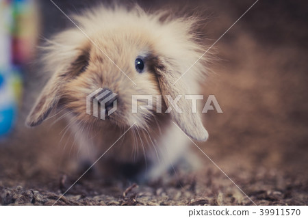Studio shot of domestic rabbit 39911570