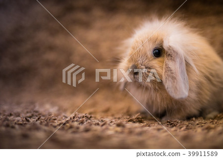 Studio shot of domestic rabbit Studio shot of domestic rabbit 39911589