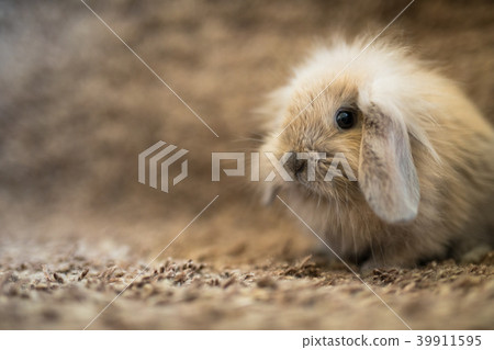 Studio shot of domestic rabbit 39911595