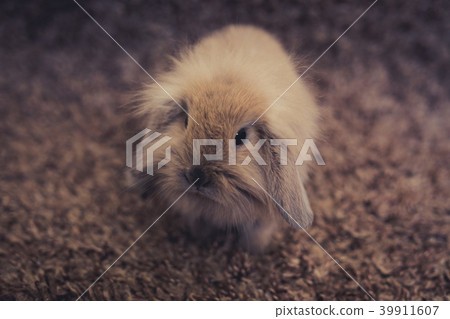 Studio shot of domestic rabbit 39911607