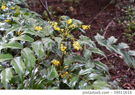 Heiraginanten（Hiiri Nan Ten） 39911638