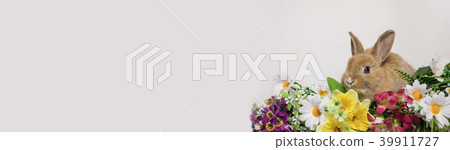 Cute rabbit with flowers Cute rabbit with flowers 39911727