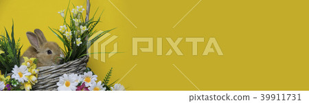 Cute rabbit with flowers Cute rabbit with flowers 39911731