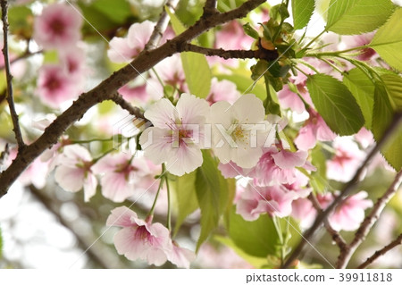 Cherry Blossoms Cherry Blossoms 39911818