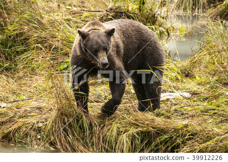 Brown Bear 39912226