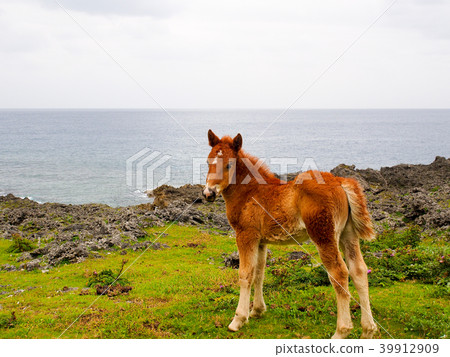 與那國馬 39912909
