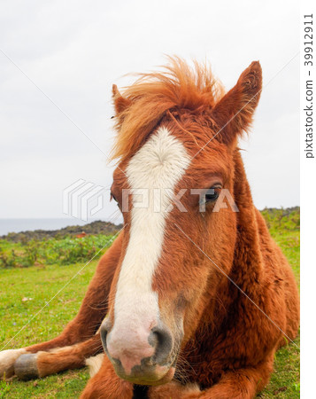 與那國馬 39912911