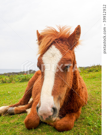 與那國馬 39912912