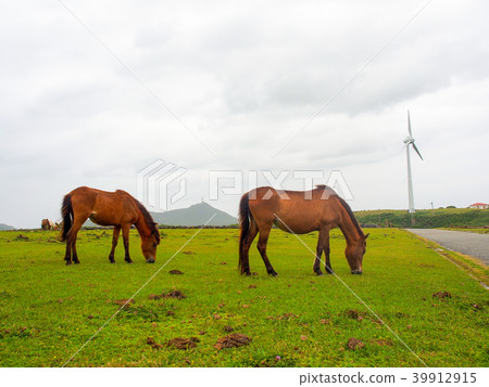 Yonaguni horse Yonaguni horse 39912915
