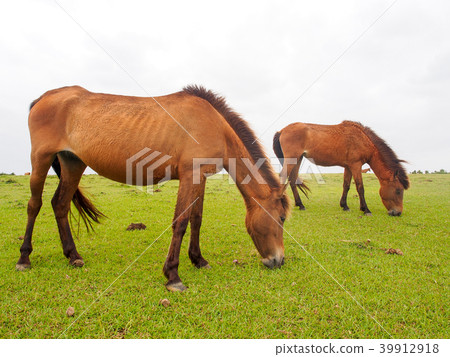 與那國馬 39912918