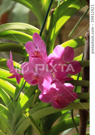 初夏西部蘭花 39912921