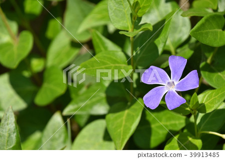 Tunnitzichiensis（藤每日草） 39913485