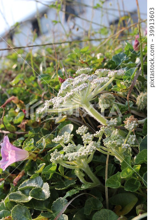 Boso Peninsula Tateyama的Hamabohu和Hamahigao 39913603