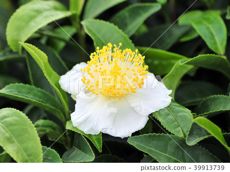 茶花-22771 39913739