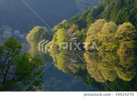Fresh green cherry blossoms in Muro Lake (Uda City, Nara Prefecture) 39914270