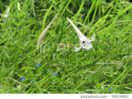Easter lily-22056 Easter lily-22056 39914681